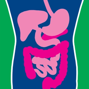 Intestinal Absorption #2