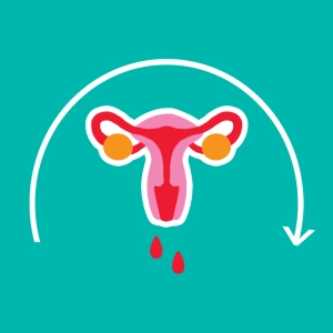 Menstruationszyklus