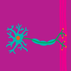 Struktur und Ultrastruktur des Neurons