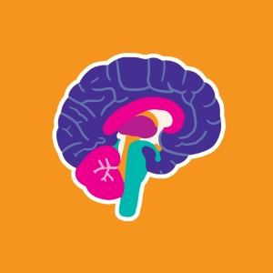 Brain Sections