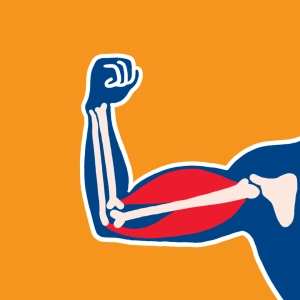 Biceps and triceps