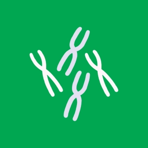Brassage interchromosomique