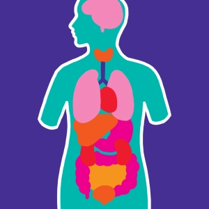 Órganos del cuerpo humano