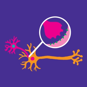 The synapse