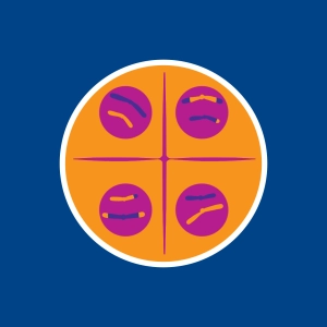 Meiosis