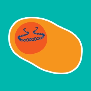 Protein synthesis