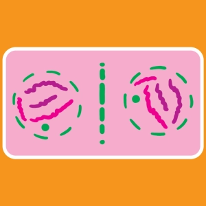 La mitosis vegetal