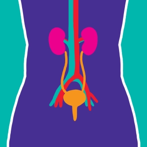 Urinary system