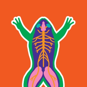 Nervous system of the frog