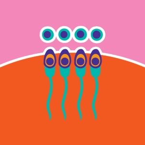 Spermatogenese