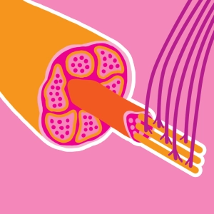 Neuromuscular synapse #2