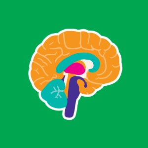 Brain Quiz