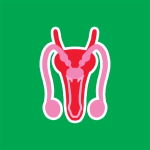 Male reproductive system