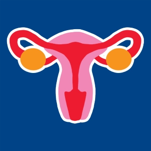 Female reproductive system