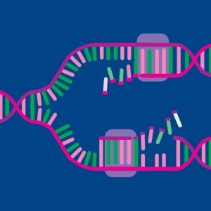 Réplication de l'ADN