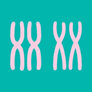 Karyotype activities