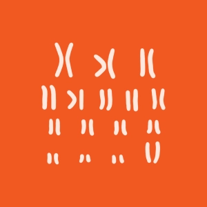 Caryotype (exerciseur)