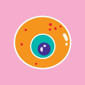 Video: Animal cell