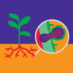 Rhizobial symbiont